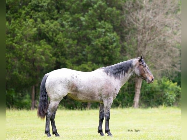 Caballo cuarto de milla Caballo castrado 5 años 147 cm Ruano azulado in Greenville Ky