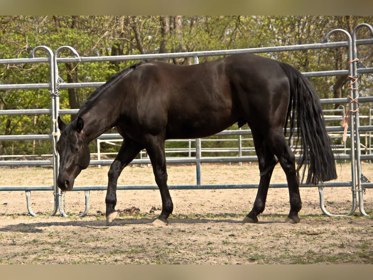 Caballo cuarto de milla Caballo castrado 5 años 148 cm Negro in Goslar Goslar