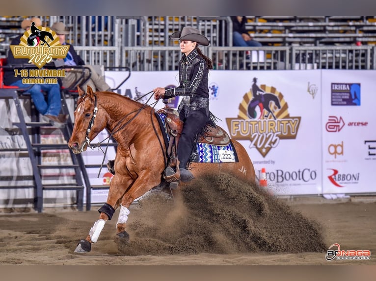 Caballo cuarto de milla Caballo castrado 5 años 148 cm Red Dun/Cervuno in Deutschnofen