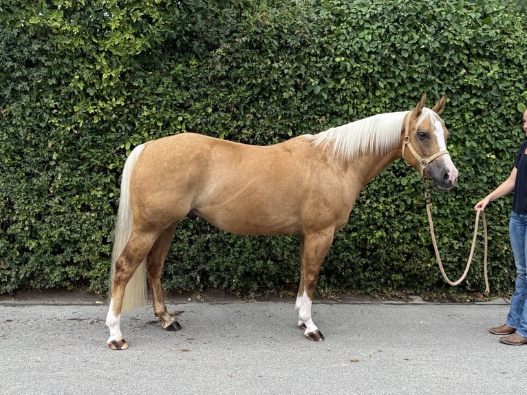 Caballo cuarto de milla Caballo castrado 5 años 149 cm Palomino in Ludwigsburg-Oßweil