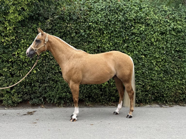 Caballo cuarto de milla Caballo castrado 5 años 149 cm Palomino in Ludwigsburg-Oßweil