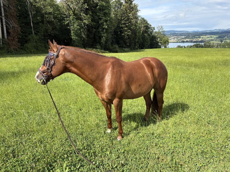 Caballo cuarto de milla Mestizo Caballo castrado 5 años 150 cm Alazán in Gunterswilen