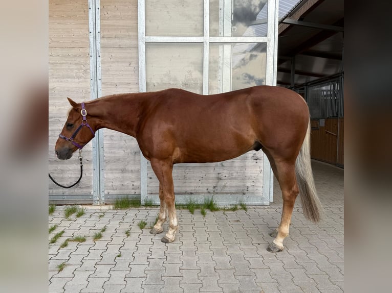 Caballo cuarto de milla Caballo castrado 5 años 150 cm Alazán in Vilseck