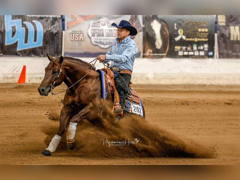 Caballo cuarto de milla Caballo castrado 5 años 150 cm Alazán-tostado in Buffalo