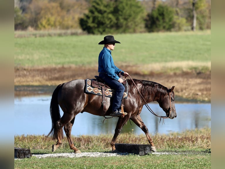 Caballo cuarto de milla Caballo castrado 5 años 150 cm Alazán-tostado in Buffalo