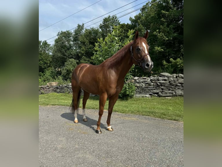 Caballo cuarto de milla Caballo castrado 5 años 150 cm Alazán-tostado in Dallas PA