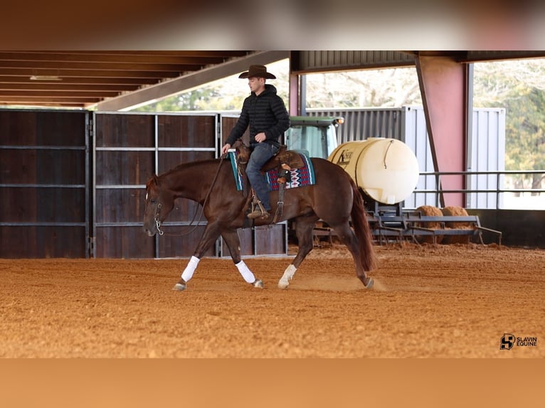 Caballo cuarto de milla Caballo castrado 5 años 150 cm Alazán-tostado in Whitesboro