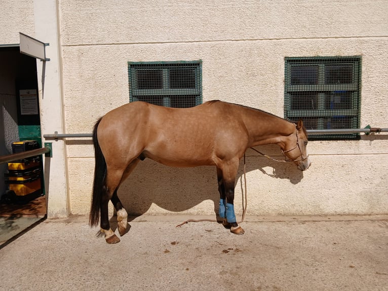Caballo cuarto de milla Caballo castrado 5 años 150 cm Bayo in Rosignano