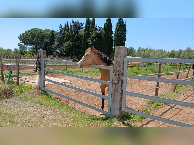 Caballo cuarto de milla Caballo castrado 5 años 150 cm Bayo in Rosignano