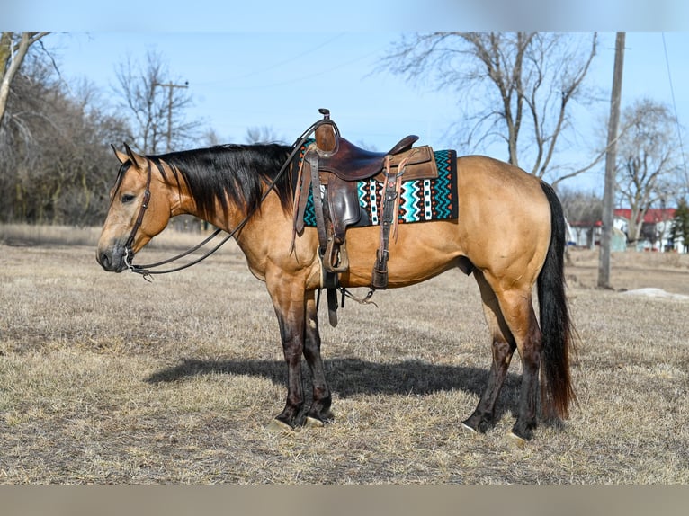 Caballo cuarto de milla Caballo castrado 5 años 150 cm Buckskin/Bayo in Canistota, SD