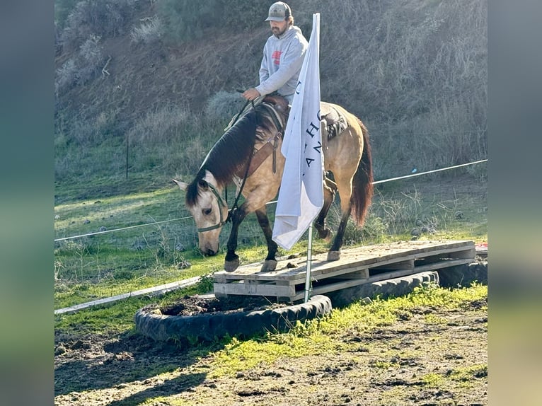 Caballo cuarto de milla Caballo castrado 5 años 150 cm Buckskin/Bayo in Paicines CA