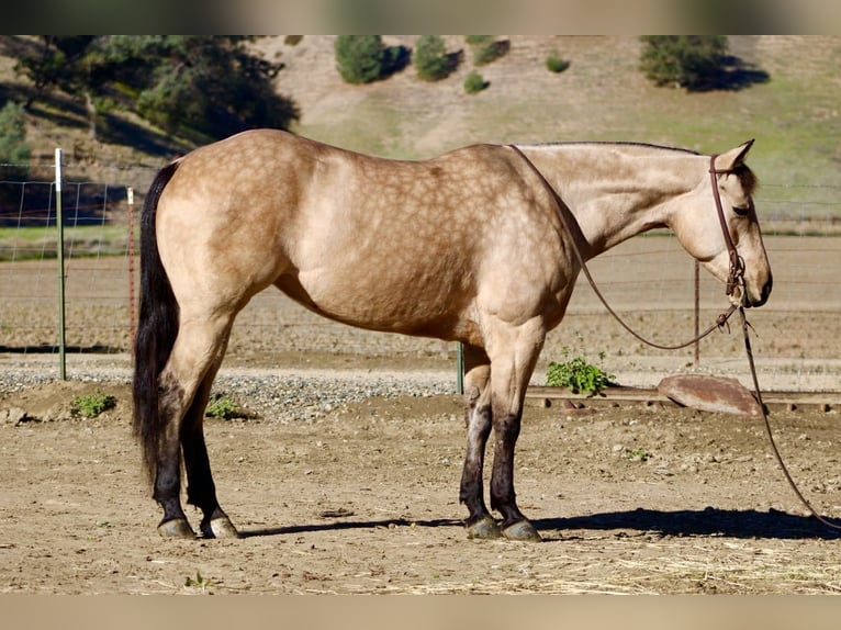 Caballo cuarto de milla Caballo castrado 5 años 150 cm Buckskin/Bayo in Paicines CA