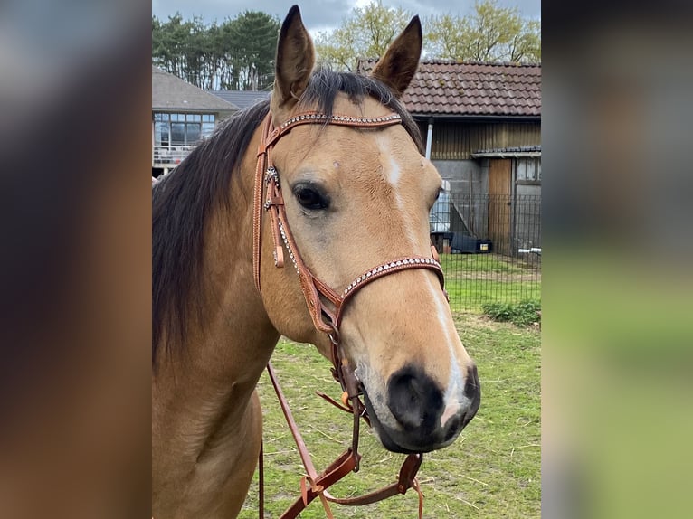Caballo cuarto de milla Mestizo Caballo castrado 5 años 150 cm Buckskin/Bayo in Meerhout
