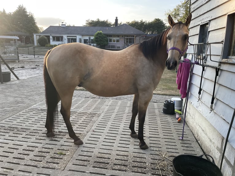 Caballo cuarto de milla Mestizo Caballo castrado 5 años 150 cm Buckskin/Bayo in Meerhout