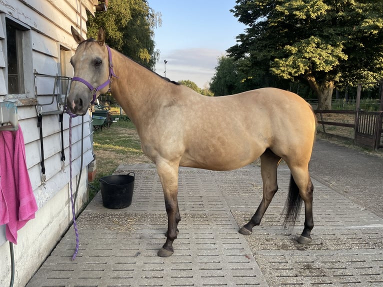 Caballo cuarto de milla Mestizo Caballo castrado 5 años 150 cm Buckskin/Bayo in Meerhout