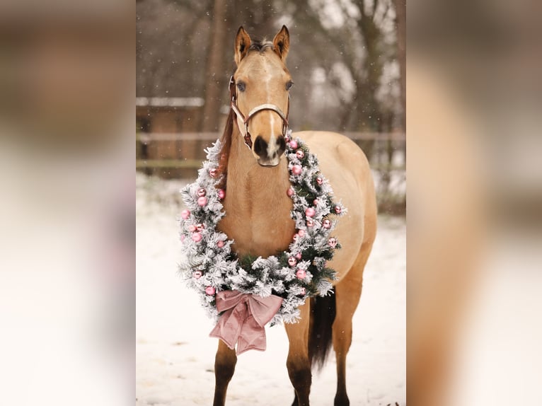 Caballo cuarto de milla Mestizo Caballo castrado 5 años 150 cm Buckskin/Bayo in Meerhout