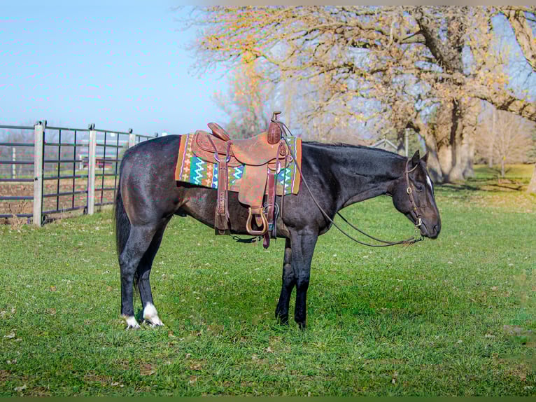Caballo cuarto de milla Caballo castrado 5 años 150 cm Castaño rojizo in Wykoff