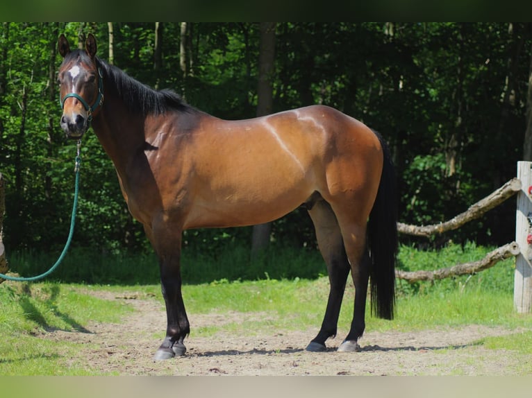 Caballo cuarto de milla Caballo castrado 5 años 150 cm Castaño in Oberlangen