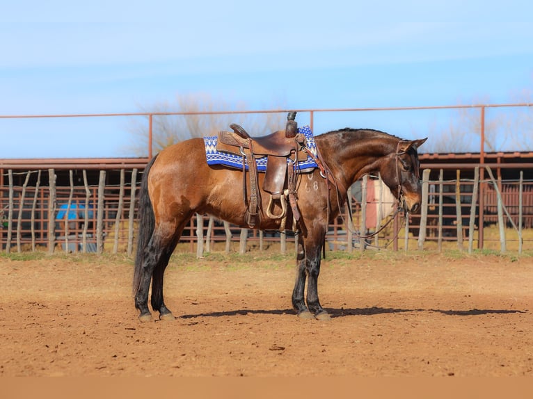 Caballo cuarto de milla Caballo castrado 5 años 150 cm Grullo in Ripley