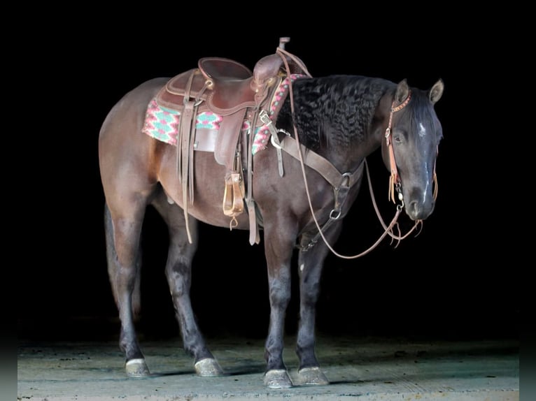 Caballo cuarto de milla Caballo castrado 5 años 150 cm Negro in Clarion