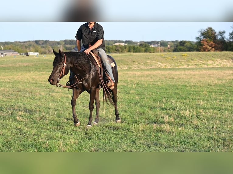 Caballo cuarto de milla Caballo castrado 5 años 150 cm Negro in Waco