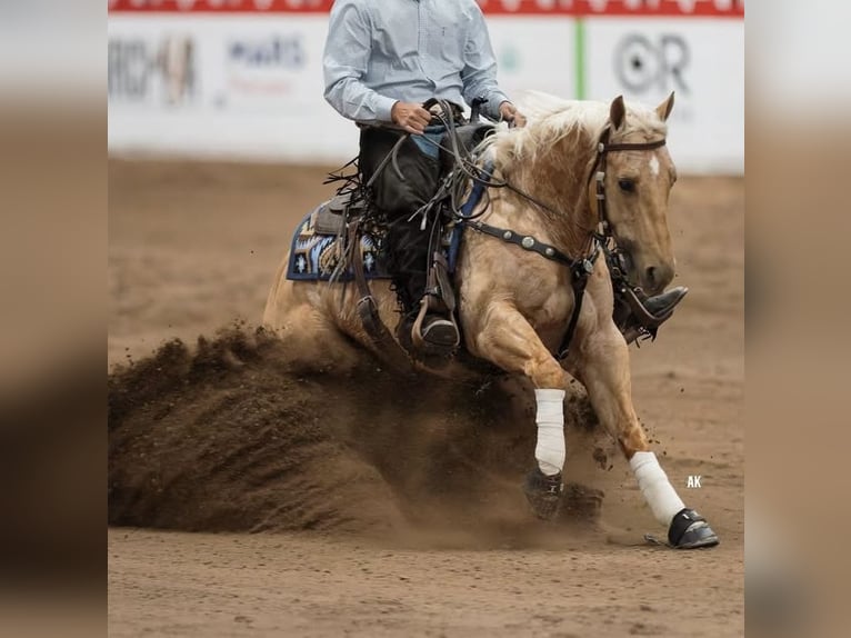Caballo cuarto de milla Caballo castrado 5 años 150 cm Palomino in Waco