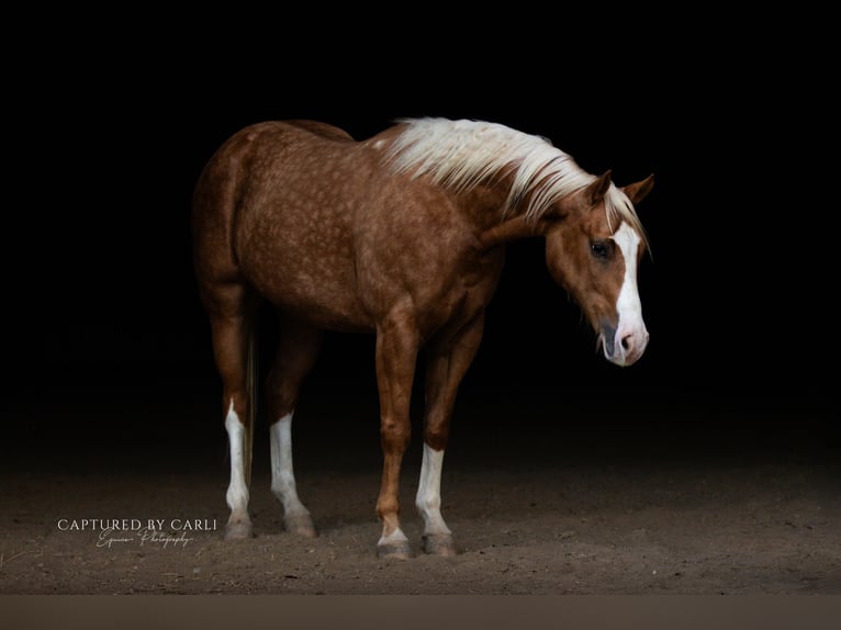 Caballo cuarto de milla Caballo castrado 5 años 150 cm Palomino in Lewistown