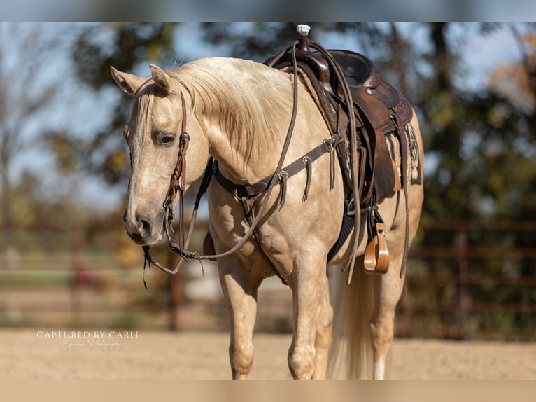 Caballo cuarto de milla Caballo castrado 5 años 150 cm Palomino in Lewistown