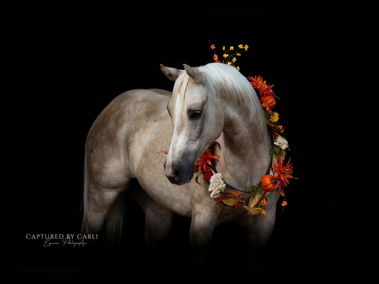 Caballo cuarto de milla Caballo castrado 5 años 150 cm Palomino in Lewistown