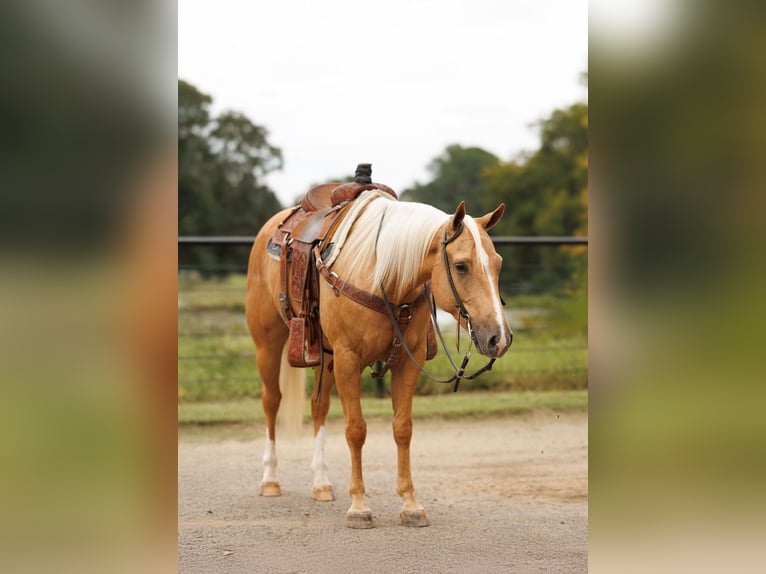Caballo cuarto de milla Caballo castrado 5 años 150 cm Palomino in Morrilton, AR