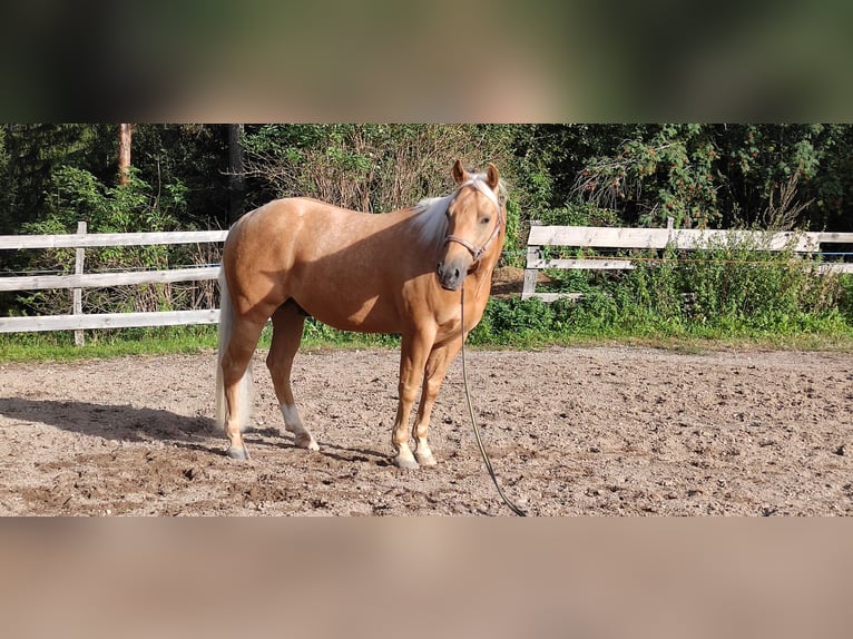 Caballo cuarto de milla Caballo castrado 5 años 150 cm Palomino in Steinegg