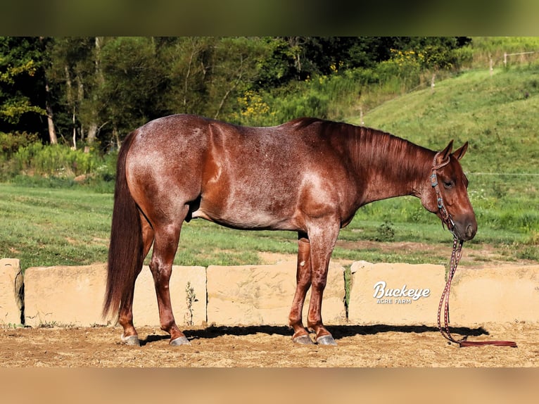 Caballo cuarto de milla Caballo castrado 5 años 150 cm Ruano alazán in Millersburg