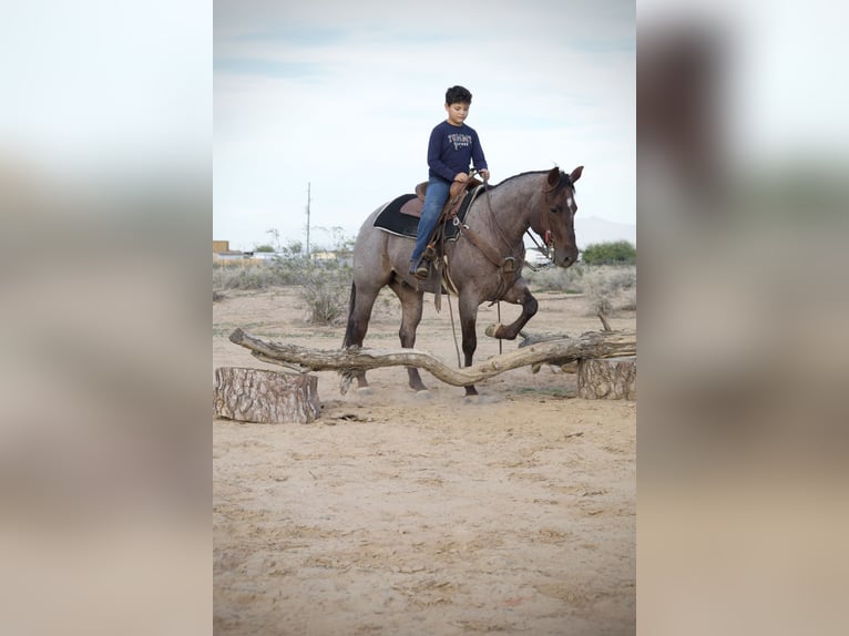 Caballo cuarto de milla Caballo castrado 5 años 150 cm Ruano alazán in Tonopah