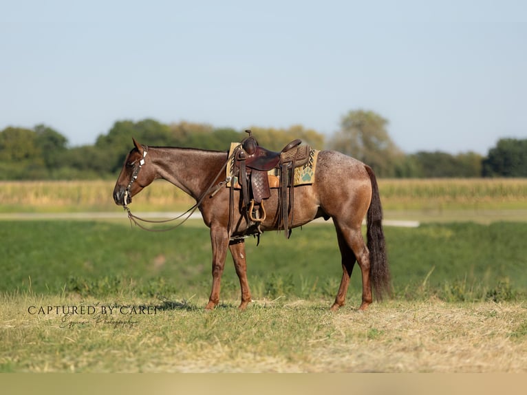 Caballo cuarto de milla Caballo castrado 5 años 150 cm Ruano alazán in Lewistown