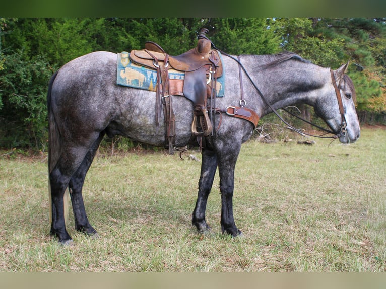 Caballo cuarto de milla Caballo castrado 5 años 150 cm Tordo in RUsk TX