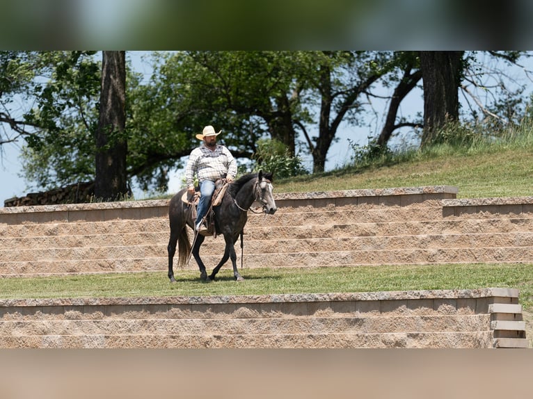 Caballo cuarto de milla Caballo castrado 5 años 150 cm Tordo in Carrollton, MO