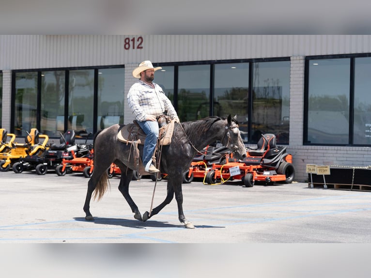 Caballo cuarto de milla Caballo castrado 5 años 150 cm Tordo in Carrollton, MO