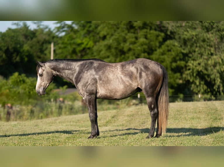 Caballo cuarto de milla Caballo castrado 5 años 150 cm Tordo in Carrollton, MO