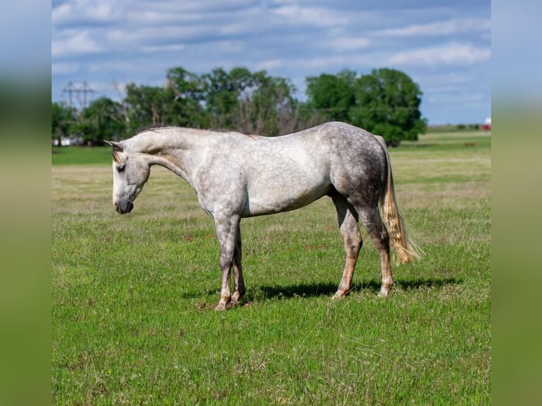 Caballo cuarto de milla Caballo castrado 5 años 150 cm Tordo in Elk City, OK
