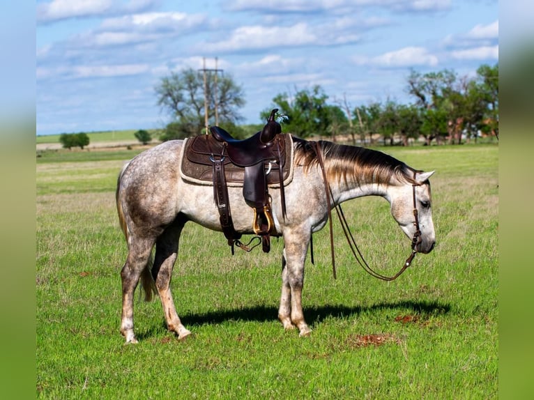 Caballo cuarto de milla Caballo castrado 5 años 150 cm Tordo in Elk City, OK