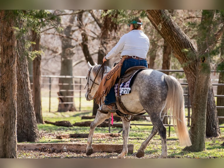 Caballo cuarto de milla Caballo castrado 5 años 150 cm Tordo in Elk City, OK