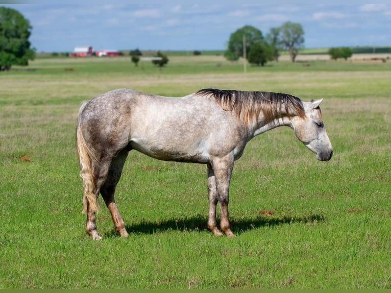Caballo cuarto de milla Caballo castrado 5 años 150 cm Tordo in Elk City, OK