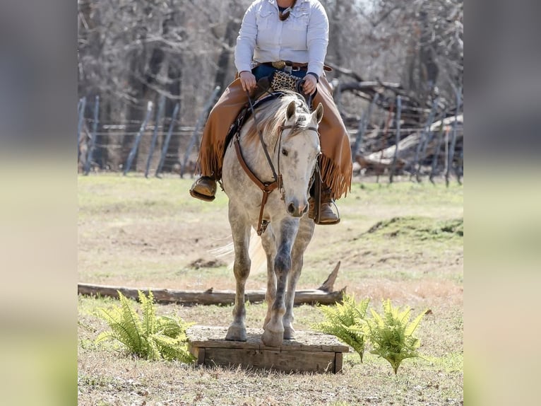 Caballo cuarto de milla Caballo castrado 5 años 150 cm Tordo in Elk City, OK