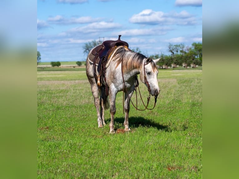 Caballo cuarto de milla Caballo castrado 5 años 150 cm Tordo in Elk City, OK