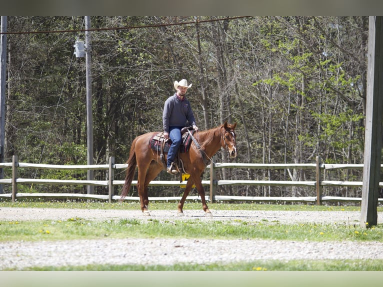 Caballo cuarto de milla Caballo castrado 5 años 152 cm Alazán rojizo in Kidron, OH
