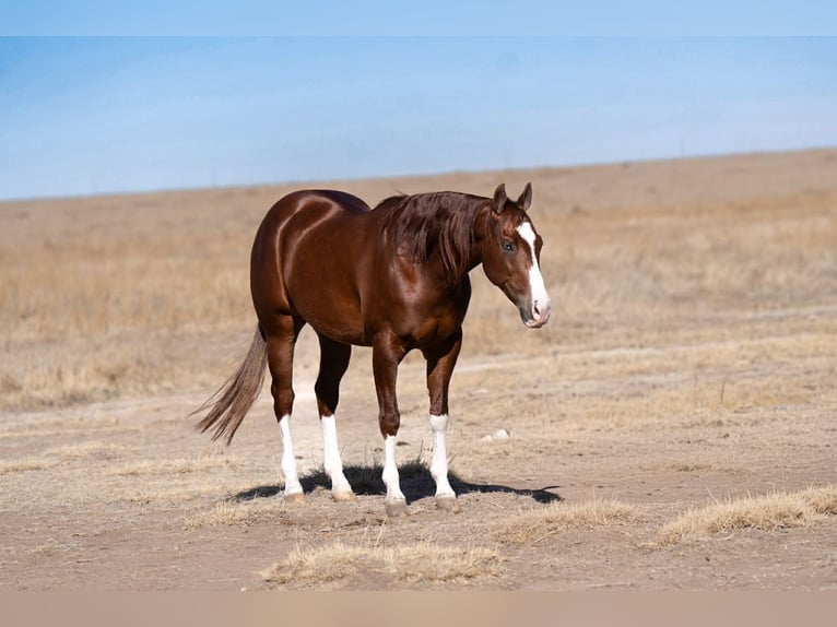 Caballo cuarto de milla Caballo castrado 5 años 152 cm Alazán rojizo in Canyon