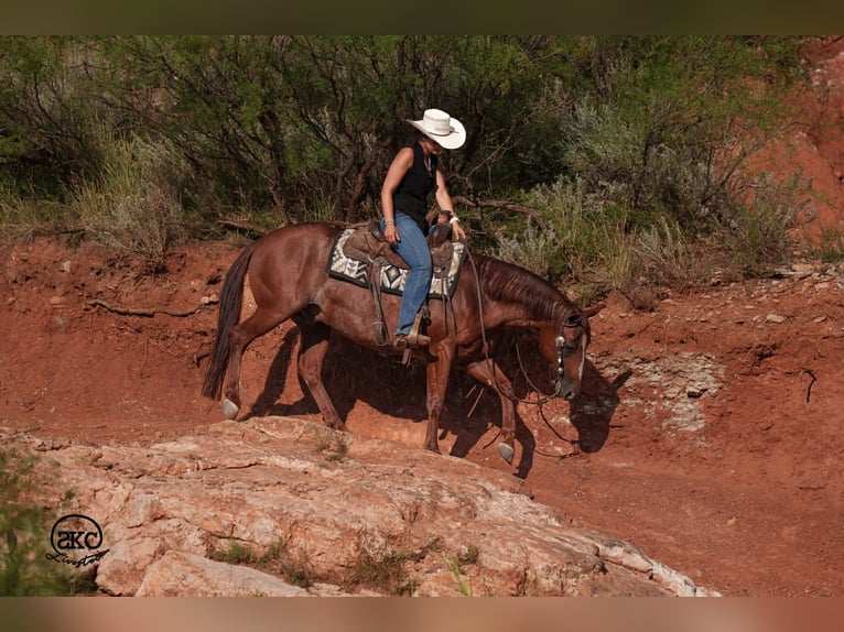 Caballo cuarto de milla Caballo castrado 5 años 152 cm Alazán rojizo in Canyon