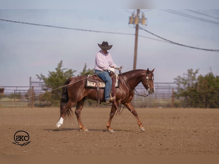 Caballo cuarto de milla Caballo castrado 5 años 152 cm Alazán-tostado in Canyon