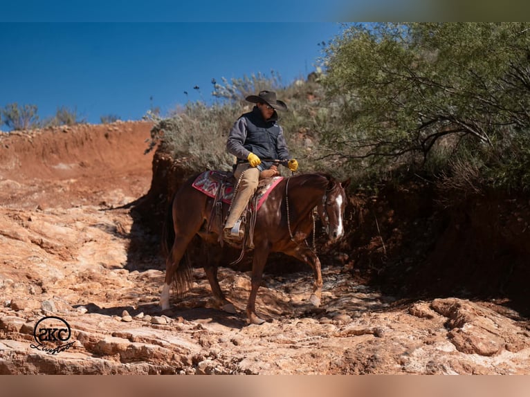 Caballo cuarto de milla Caballo castrado 5 años 152 cm Alazán-tostado in Canyon