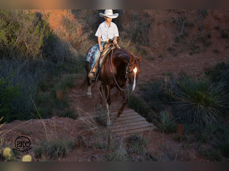 Caballo cuarto de milla Caballo castrado 5 años 152 cm Alazán-tostado in Canyon